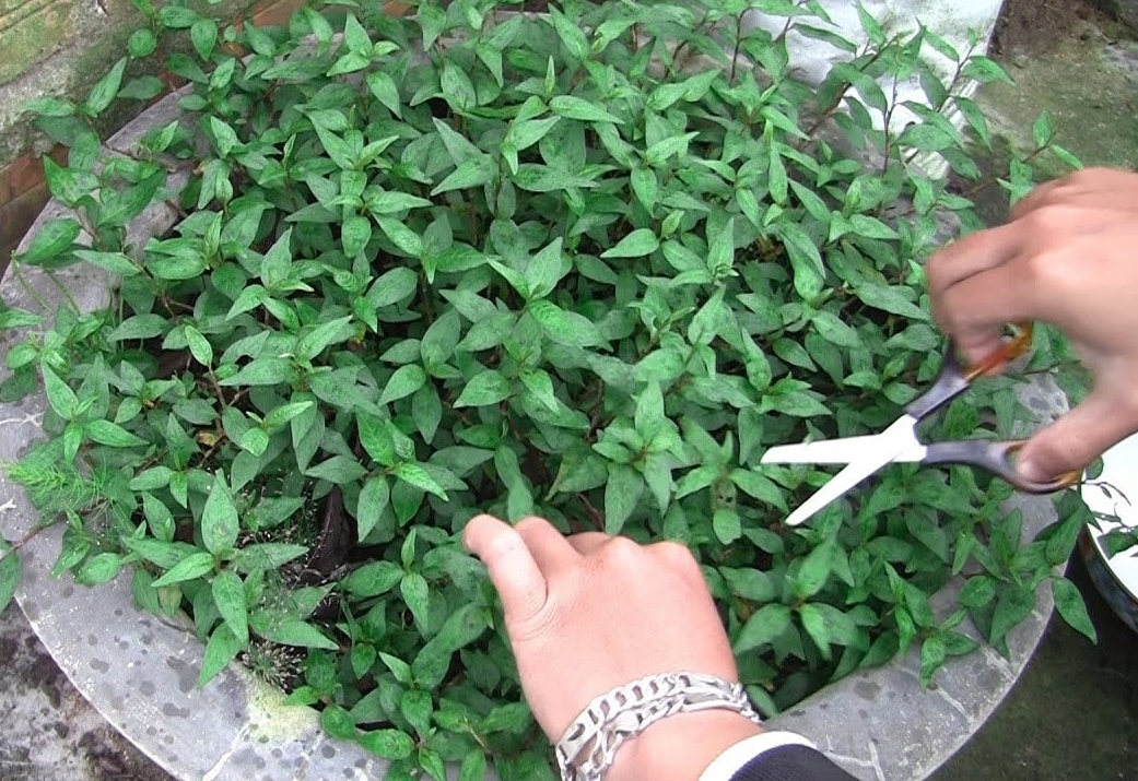 8 loại rau gia vị cắm 1 gốc vào đất, không cần chăm cũng lớn nhanh vùn vụt ăn quanh năm không hết