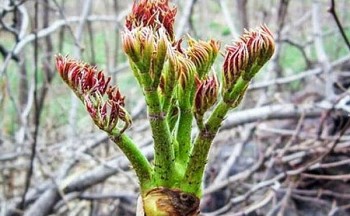 Loại đọt đầy gai xưa ít người ăn, nay được mệnh danh là “báu vật trên núi”