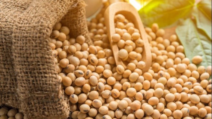 Nhập khẩu đậu tương 2 tháng đầu năm 2023 sụt giảm
