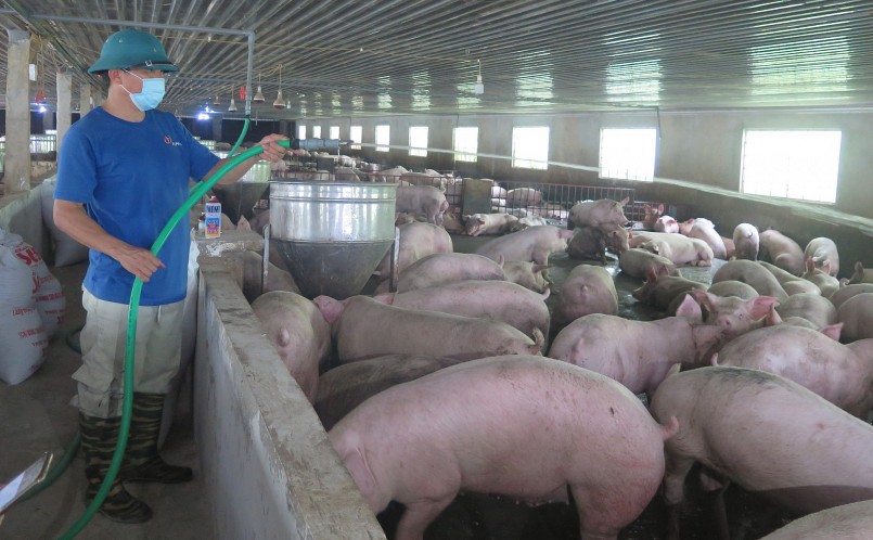 Giá heo hơi hôm nay (27/3) thấp nhất 48.000 đồng/kg, bán heo chịu lỗ, người chăn nuôi lâm vào bước đường cùng