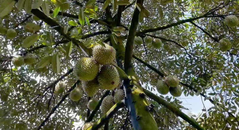 Vườn sầu riêng Ri6 tại xã Láng Lớn (huyện Châu Đức) đang vào vụ thu hoạch. 