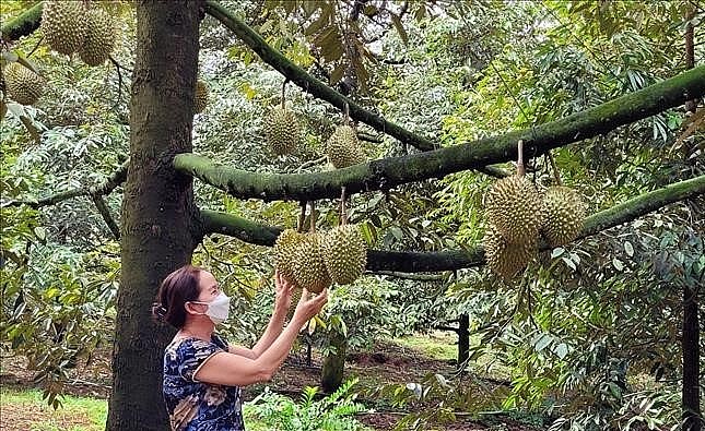 Vườn sầu riêng Ri6 tại xã Láng Lớn (huyện Châu Đức) đang vào vụ thu hoạch. 