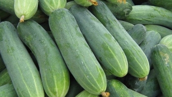 Mẹo chọn dưa leo tươi ngon, không bị đắng