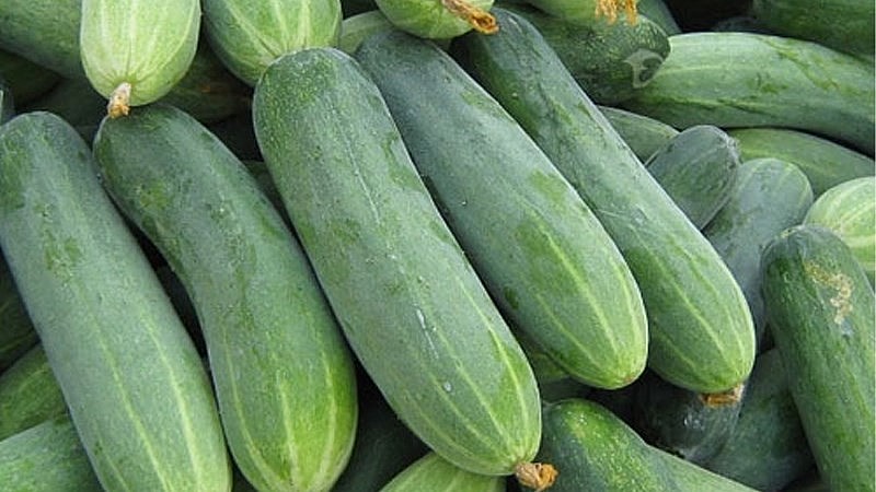 Dưa leo hay dưa chuột được nhiều người ưa thích bởi vị thanh mát