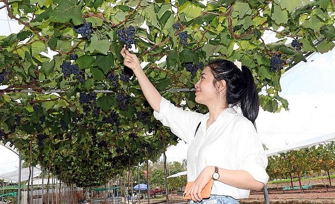 Vườn nho trồng trên đất mặn ở Cà Mau đang tạo sức hút đặc biệt với du khách.