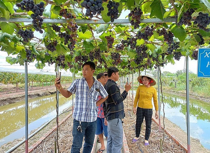 Du khách tham quan, chụp hình lưu niệm tại vườn nho của gia đình bà Thảo.