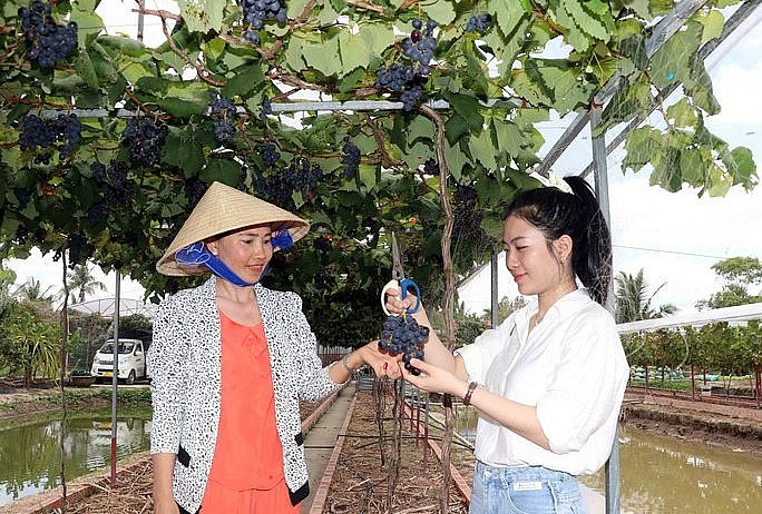 Bà Thảo hướng dẫn du khách cách thu hoạch nho.