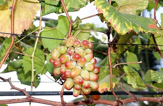 Những trái nho căng mọng từng chùm lúc lỉu rất đẹp mắt.