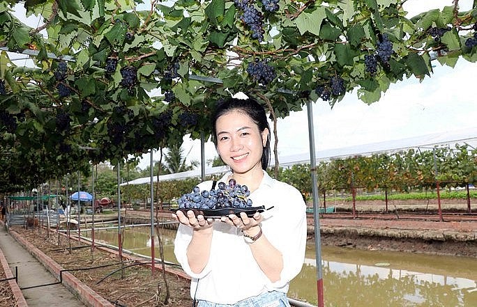 Ngắm nho đã mắt sau đó du khách yên tâm thưởng thức những trái nho trồng theo phương pháp hữu cơ an toàn.