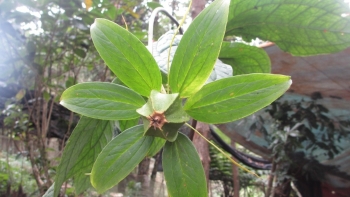 Bất ngờ trồng thành công siêu thảo dược thất diệp nhất chi hoa, kỳ vọng thu tiền tỷ mỗi ha