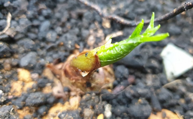 Củ Thất diệp nhất chi hoa bắt đầu lên mầm lá.