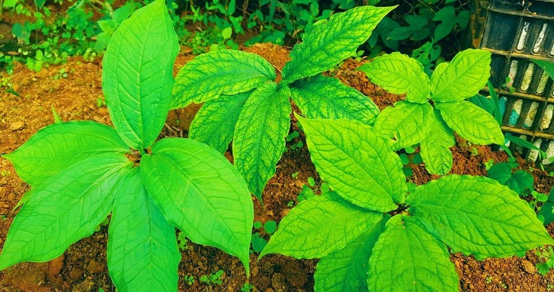 Cây Thất diệp nhất chi hoa đang được bảo tồn và trồng thử nghiệm thành công.