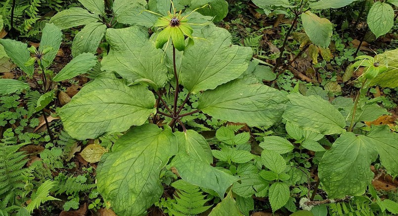 Cây thất diệp nhất chi hoa thường mọc tự nhiên trong rừng nguyên sinh và luôn bị săn tìm khai thác.