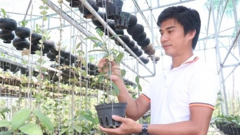 Trồng loài hoa họ hàng với thiên lý, không mất công chăm, bán đắt như tôm tươi nhà nông rủng rỉnh tiền