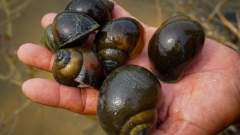 Anh nông dân nuôi ốc ví như 'vàng đen' luyện cho ăn khỏe bất ngờ đẻ ra 'vàng trắng'