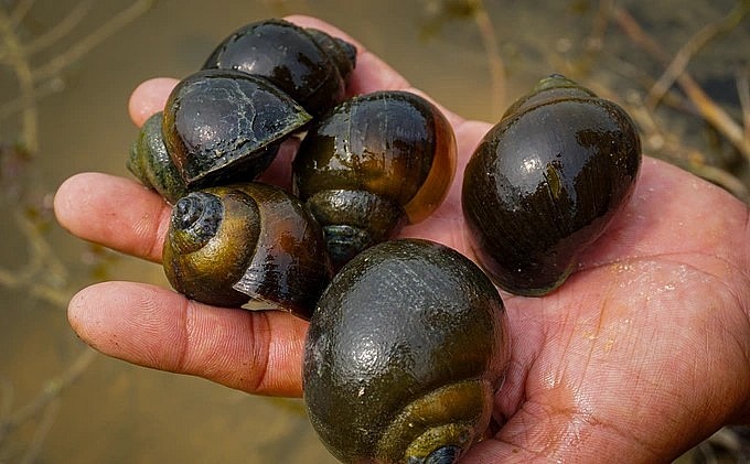 Nuôi con ốc \'vàng đen\' với bí quyết cho ốc lớn nhanh, đẻ khỏe thu về tiền tỷ.