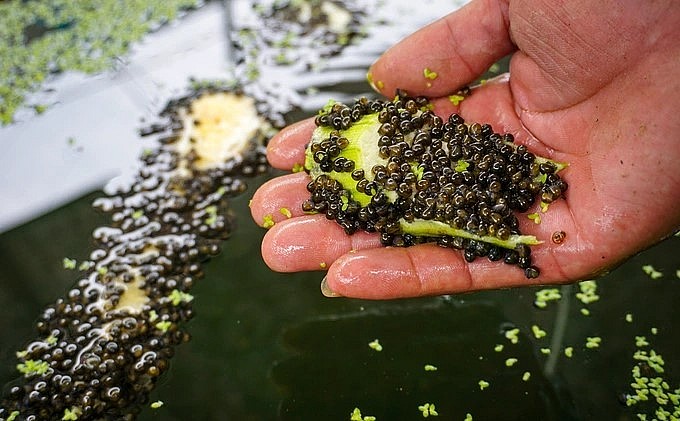 Thức ăn của ốc bươu đen dễ kiếm và rẻ tiền, chủ yếu là mướp, xơ mít, các loại lá môn, bèo, rong.