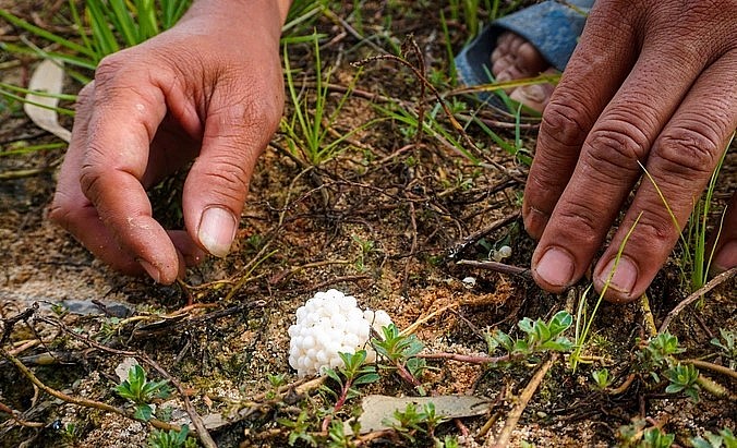 Loài ốc bươu đen đẻ rất khỏe, mỗi lần đẻ từ 70 đến 150 trứng.