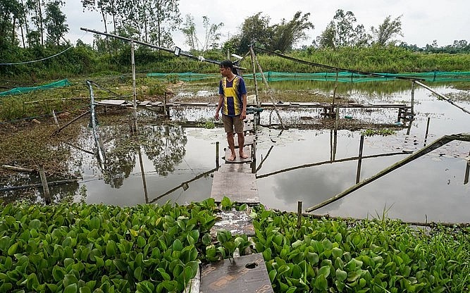 Anh Bửu chia sẻ kinh nghiệm nuôi ốc bươu đen hữu cơ trong ao đất sẽ đạt hiệu quả cao hơn ao lót bạt.