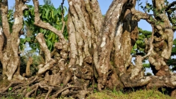 Siêu phẩm khế cổ thụ thân chia nhánh rồng kỳ lạ nhìn muốn sởn gai ốc được định giá nửa tỷ