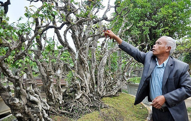 Cây khế cổ thụ khoảng 300 năm tuổi của ông Nguyễn Văn Ngọ (Thạch Thất, Hà Nội) từng có vị khách trả 500 triệu đồng nhưng ông vẫn từ chối không bán. 