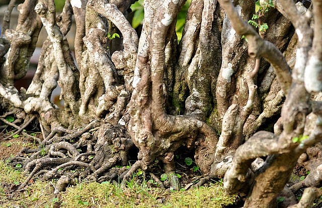 Cây khế cổ thụ có chiều cao gần 3m, toàn thân phủ mốc trắng, rêu phong.