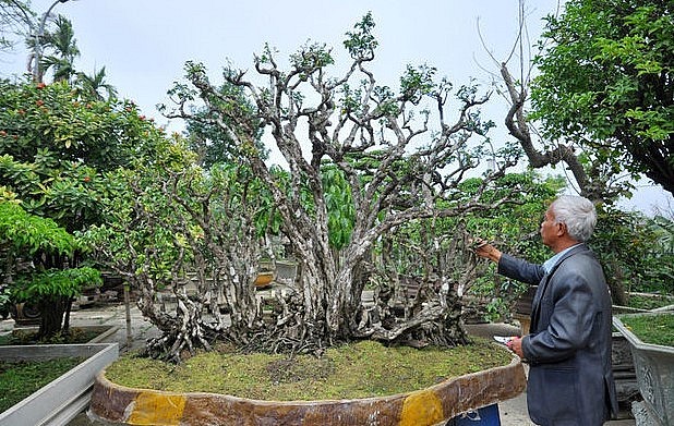 Để có được cụ khế với vóc dáng độc lạ như thế này, ông Ngọ đã bỏ ra không ít công sức thương lượng với chủ cũ, chưa kế tới công lao mà ông phải bỏ ra để chăm sóc khi mang nó từ miền Tây ra tận ngoài Bắc.