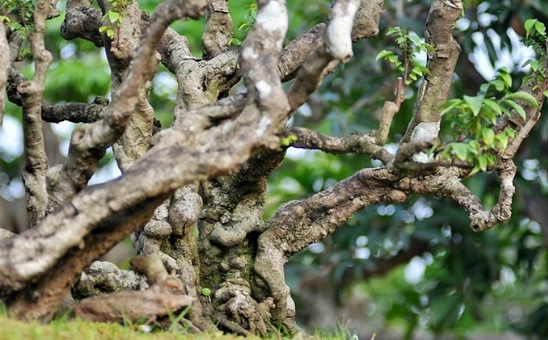 Thân cây khế cổ thụ sần sùi và rêu phong lộ rõ sự cổ thụ.