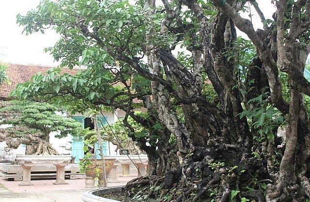 Bộ rễ xù xì của cây tựa như những móng vuốt rồng bám chặt xuống đất.