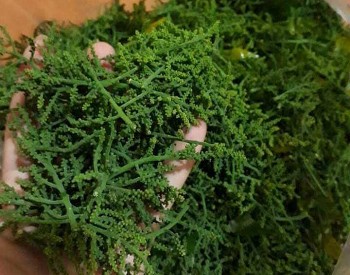 Loài hoa rừng nhìn như sâu róm lại đắt ngang thịt bò, đem đồ với thứ gạo trắng ngần nhìn thôi cũng thèm