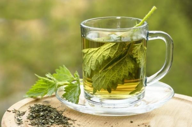 Tác dụng hữu ích của cây tầm ma Tác dụng hữu ích của cây tầm ma