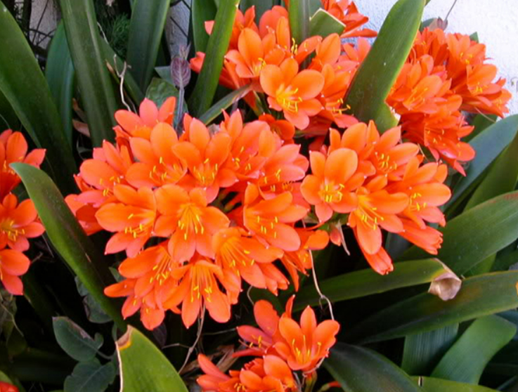 4 loài hoa ngủ quên mùa hè, cắt nụ lúc này bông sẽ nở liên tục, to gấp đôi