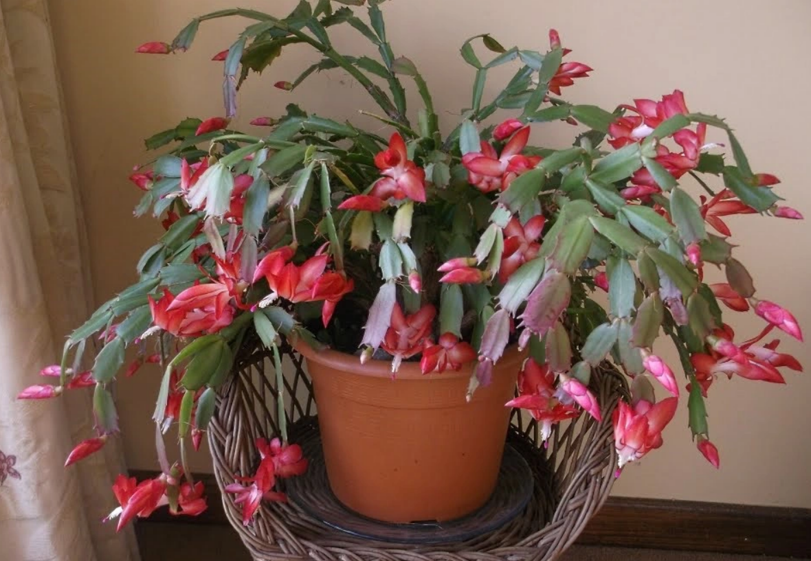 4 loài hoa ngủ quên mùa hè, cắt nụ lúc này bông sẽ nở liên tục, to gấp đôi