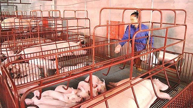 Giá heo hơi hôm nay (28/3) vẫn duy trì ở mức thấp trong khi giá thức ăn chăn nuôi vẫn tăng cao càng khiến người chăn nuôi khó khăn thêm.