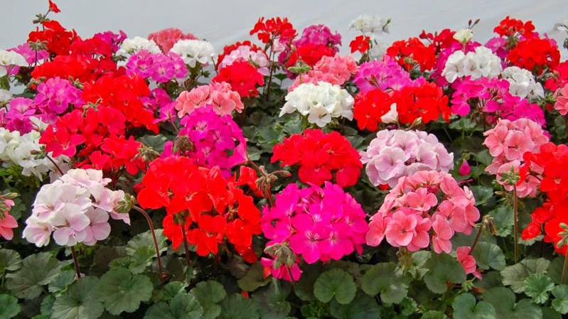 4 loại hoa ngủ quên mùa hè, cắt nụ lúc này bông sẽ nở liên tục, to gấp đôi