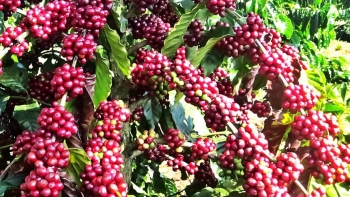 Giá nông sản hôm nay (28/3) cà phê giữ phong độ tăng khởi sắc, hồ tiêu vẫn ôm trần 66.000 đồng/kg