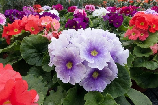 4 loài hoa ngủ quên mùa hè, cắt nụ lúc này bông sẽ nở liên tục, to gấp đôi