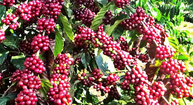 Giá nông sản hôm nay (28/3), cà phê tiếp đà tăng 200 đồng/kg, sau 2 phiên đầu tuần cà phê nội địa đã tăng 400 đồng/kg. Giá nông sản hôm nay (28/3), cà phê tiếp đà tăng 200 đồng/kg, sau 2 phiên đầu tuần cà phê nội địa đã tăng 400 đồng/kg.