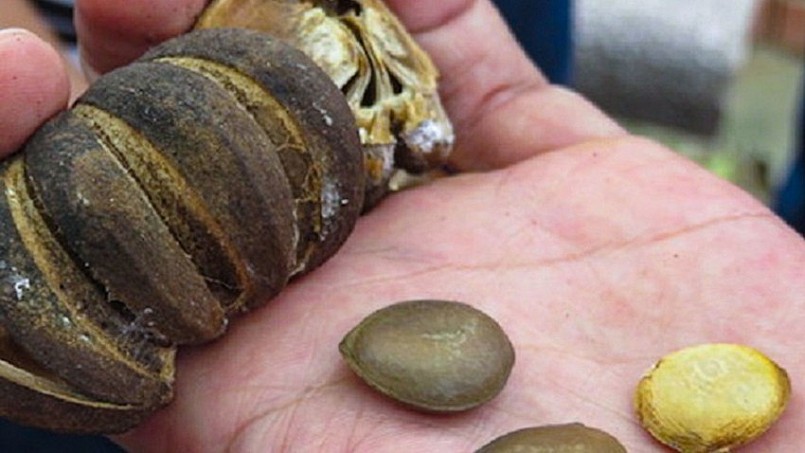 Hạt cây ngô đồng