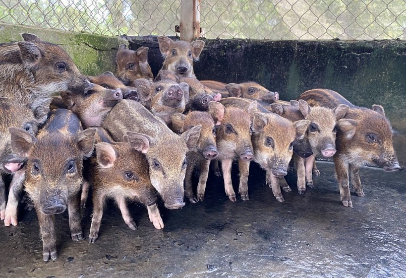 Từ chỗ chỉ nuôi thử nghiệm hiện trại nuôi heo rừng lai của ông Ngà đã tăng lên hàng trăm con.