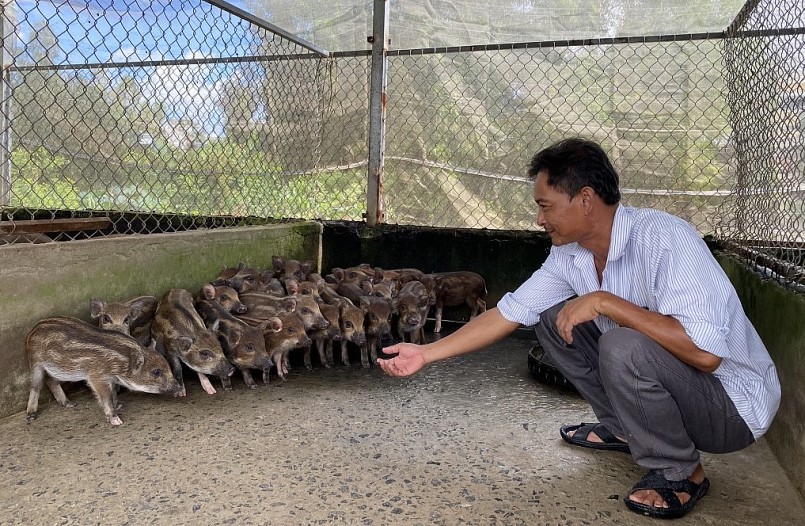 Ông Ngà cũng tận dụng nguồn thức ăn tự nhiên để nuôi heo rừng nên giảm chi phí và tăng lợi nhuận.