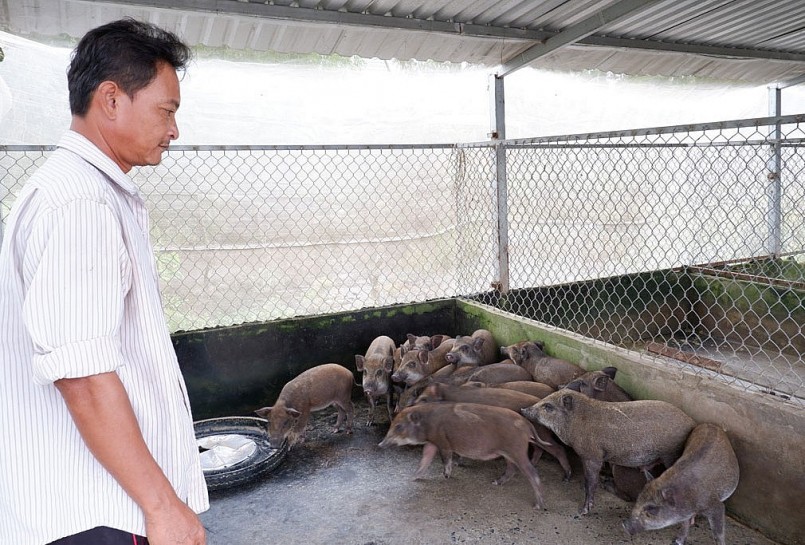 Điều khác biệt trong mô hình nuôi heo rừng của ông Ngà là liên kết với doanh nghiệp.