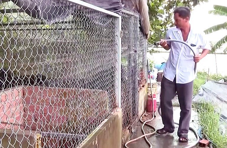 Chuồng nuôi heo rừng đơn giản chỉ cần quây lưới B40, kỹ thuật nuôi heo rừng cũng đơn giản, ai cũng có thể áp dụng.