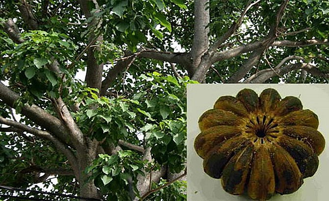 Cây và quả cây ngô đồng