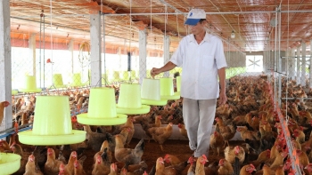 Tái đàn vật nuôi đúng kỹ thuật đồng thời đảm bảo phòng chống dịch bệnh