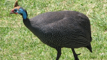 Nuôi loài gà đẹp như chim công và bí quyết cho uống rượu ngâm trùn, vừa khỏe thịt ngon hết nấc