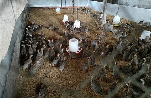 Mô hình nuôi gà sao cho uống bổ sung rượu ngâm với trùn quế của gia đình ông Đen giúp gà tăng sức đề kháng và chất lượng thịt thơm ngon. Mô hình nuôi gà sao cho uống bổ sung rượu ngâm với trùn quế của gia đình ông Đen giúp gà tăng sức đề kháng và chất lượng thịt thơm ngon.