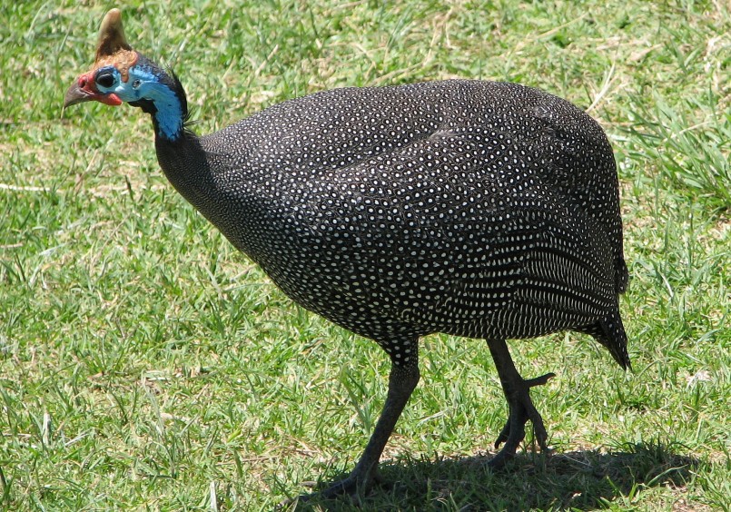 Gà sao được nhiều hộ dân ở ĐBSCL nuôi thương phẩm và cho hiệu quả kinh tế cao. Gà sao được nhiều hộ dân ở ĐBSCL nuôi thương phẩm và cho hiệu quả kinh tế cao.