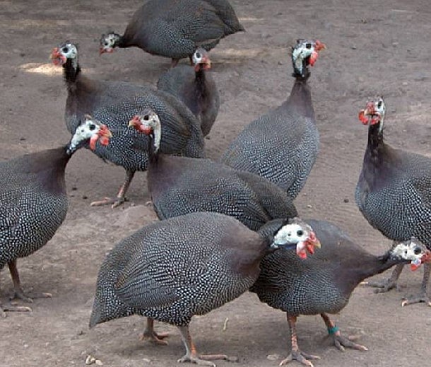 Gà sao có sức đề kháng tốt, thích nghi rộng ở ĐBSCL, cho nên đầu ra của luôn ổn định. Gà sao có sức đề kháng tốt, thích nghi rộng ở ĐBSCL, cho nên đầu ra của luôn ổn định.