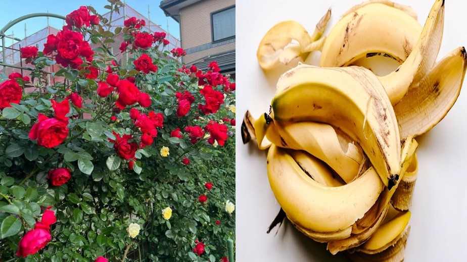 Vỏ chuối ăn xong chớ vội vứt đi, dùng làm phân bón giúp cây lớn nhanh như thổi